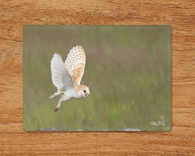 "Barn Owl in Flight" Glass Worktop Saver 