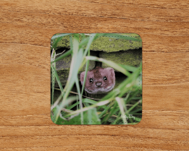 “Pop Goes the Weasel” Coaster 