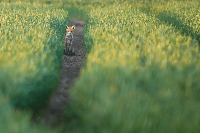 "Early Morning Fox" Print    