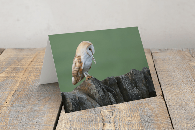 "Barn Owl" Greeting Card    