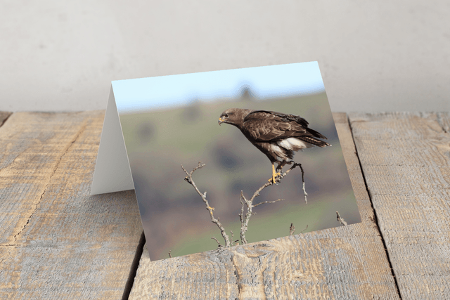 "Buzzard" Greeting Card  