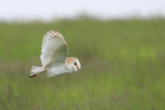 "Barn Owl" Print   