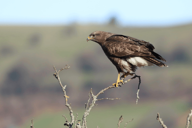 "Stunning Buzzard" Print    