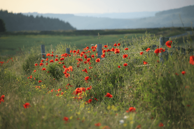&quot;Poppies at High Bradfield&quot; Print   