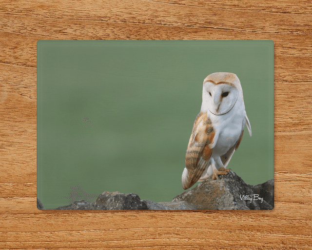 &quot;Barn Owl&quot; Glass Worktop Saver  