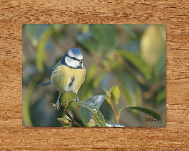 &quot;Beatrice Blue tit&quot; Glass Worktop Saver  