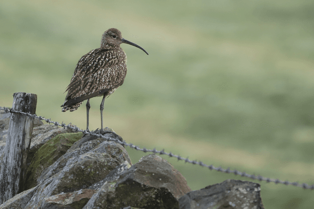 &quot;Curlew&quot; Print   
