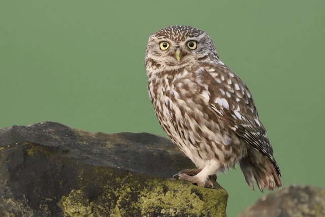 &quot;Little Owl&quot; Print    
