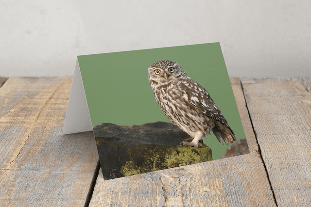 &quot;Little Owl&quot; Greeting Card    