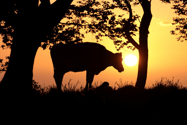 &quot;Moovelous Sunrise&quot; Print 