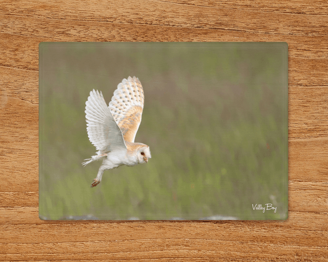 &quot;Barn Owl in Flight&quot; Glass Worktop Saver 