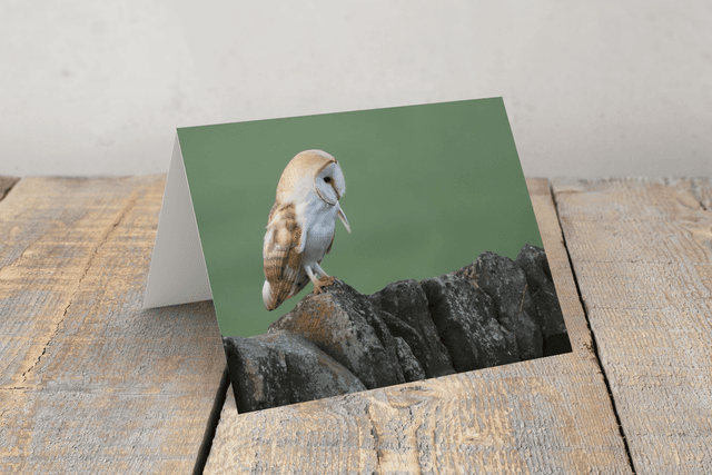 &quot;Barn Owl&quot; Greeting Card    