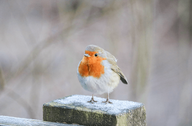 &quot;Frosty Toes&quot; Print    