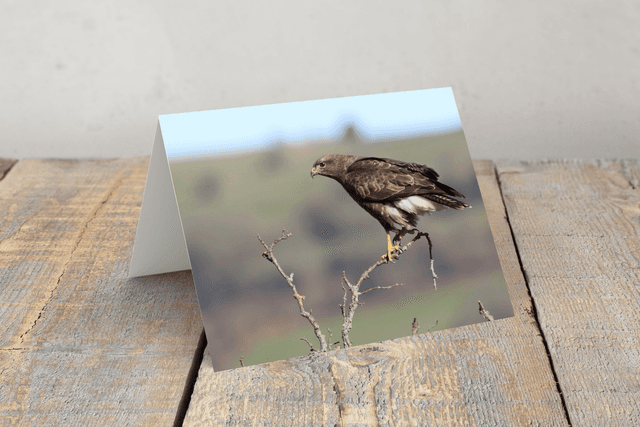&quot;Buzzard&quot; Greeting Card  