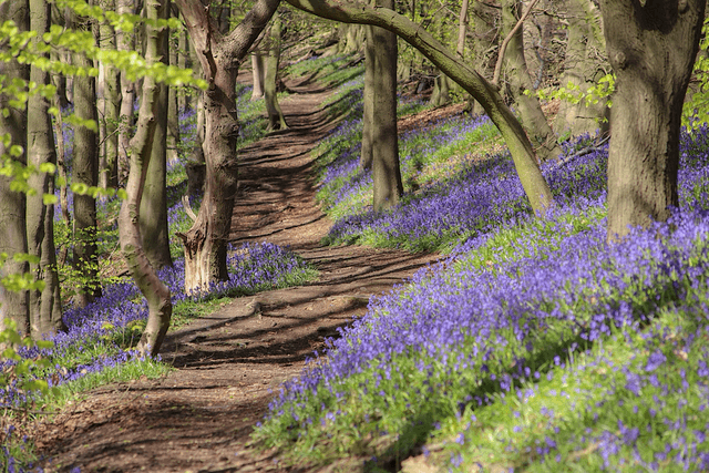 &quot;Bluebell Woodland&quot; Print   