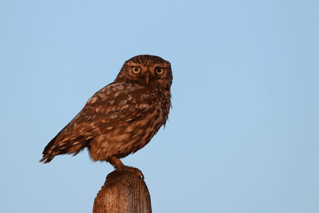 &quot;Little Owl&quot; Print    