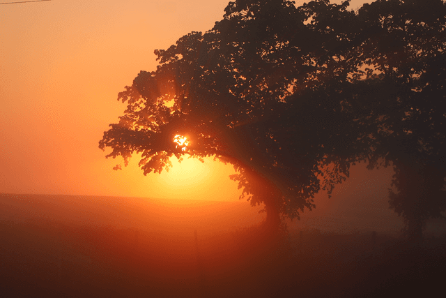 &quot;The Tree of Light&quot; Print    