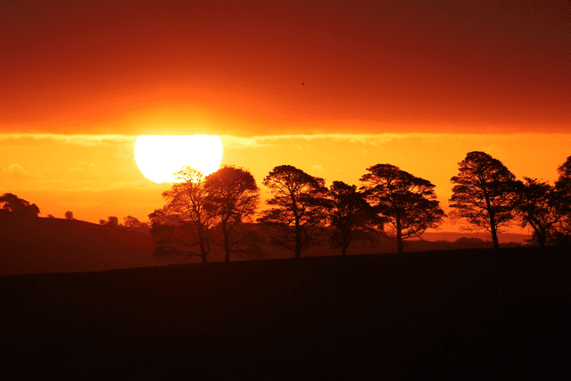 &quot;The Lion King Sunrise&quot; Print   