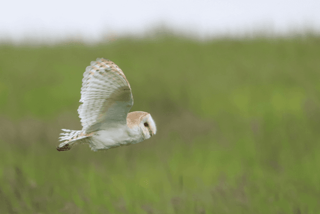 &quot;Barn Owl&quot; Print   