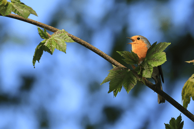 &quot;Robby Robin&quot; Print    
