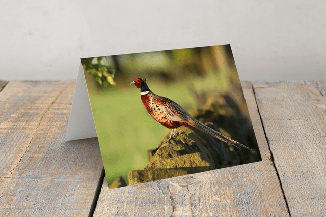 &quot;Rufus&quot; Greeting Card   
