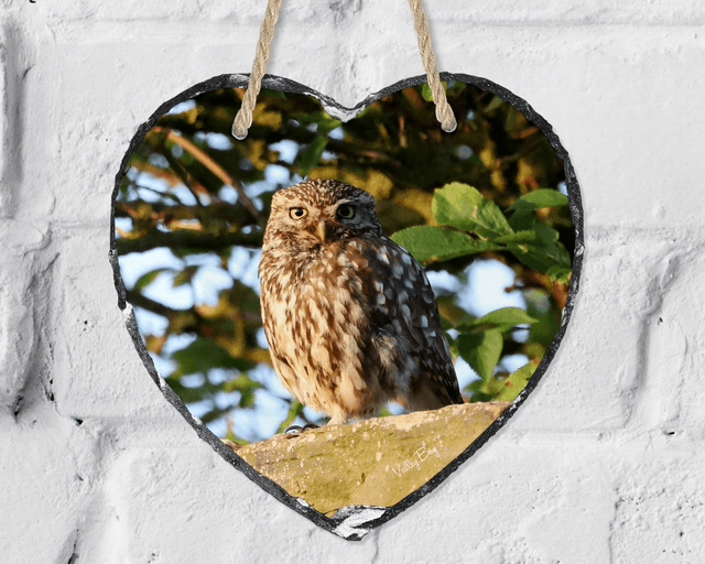 “Little Owl” Heart Slate   