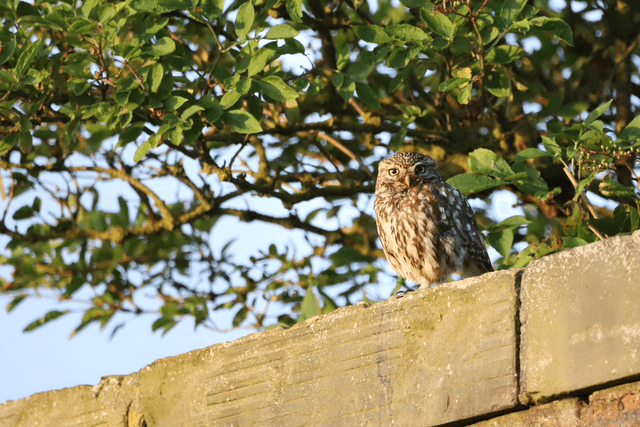 &quot;Lovely Little Owl&quot; Print    