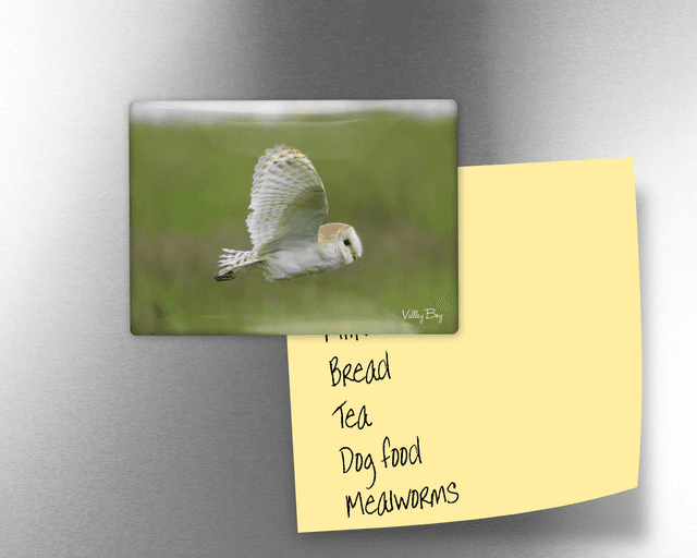 &quot;Barn Owl&quot; Fridge Magnet  