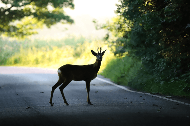 &quot;Deer Crossing&quot; Print    
