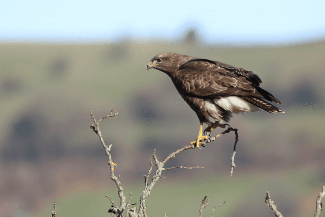 &quot;Stunning Buzzard&quot; Print    