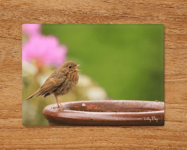 &quot;Baby Robin&quot; Glass Worktop Saver