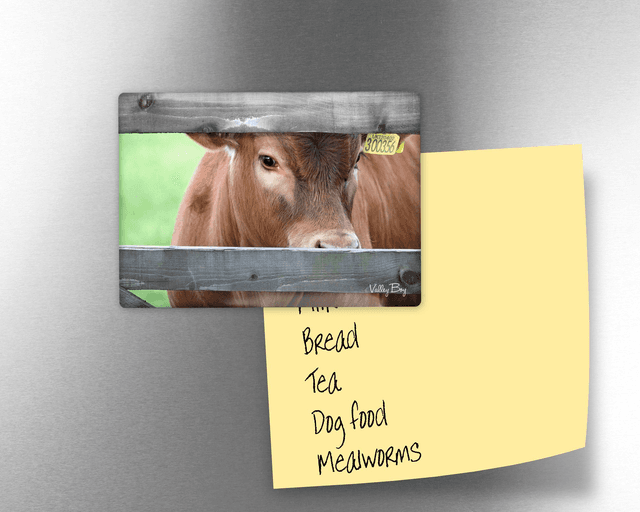 &quot;Peeka Moo&quot; Fridge Magnet  