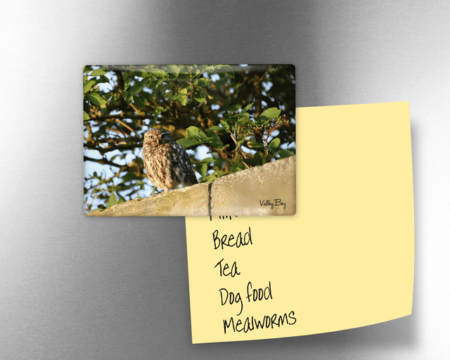 &quot;Little Owl&quot; Fridge Magnet  
